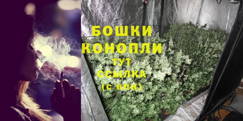 хочу наркоту  Бакал  Каннабис OG Kush 